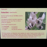 Famille Fabacees ou Fabaceae ou Legumineuses (txt)